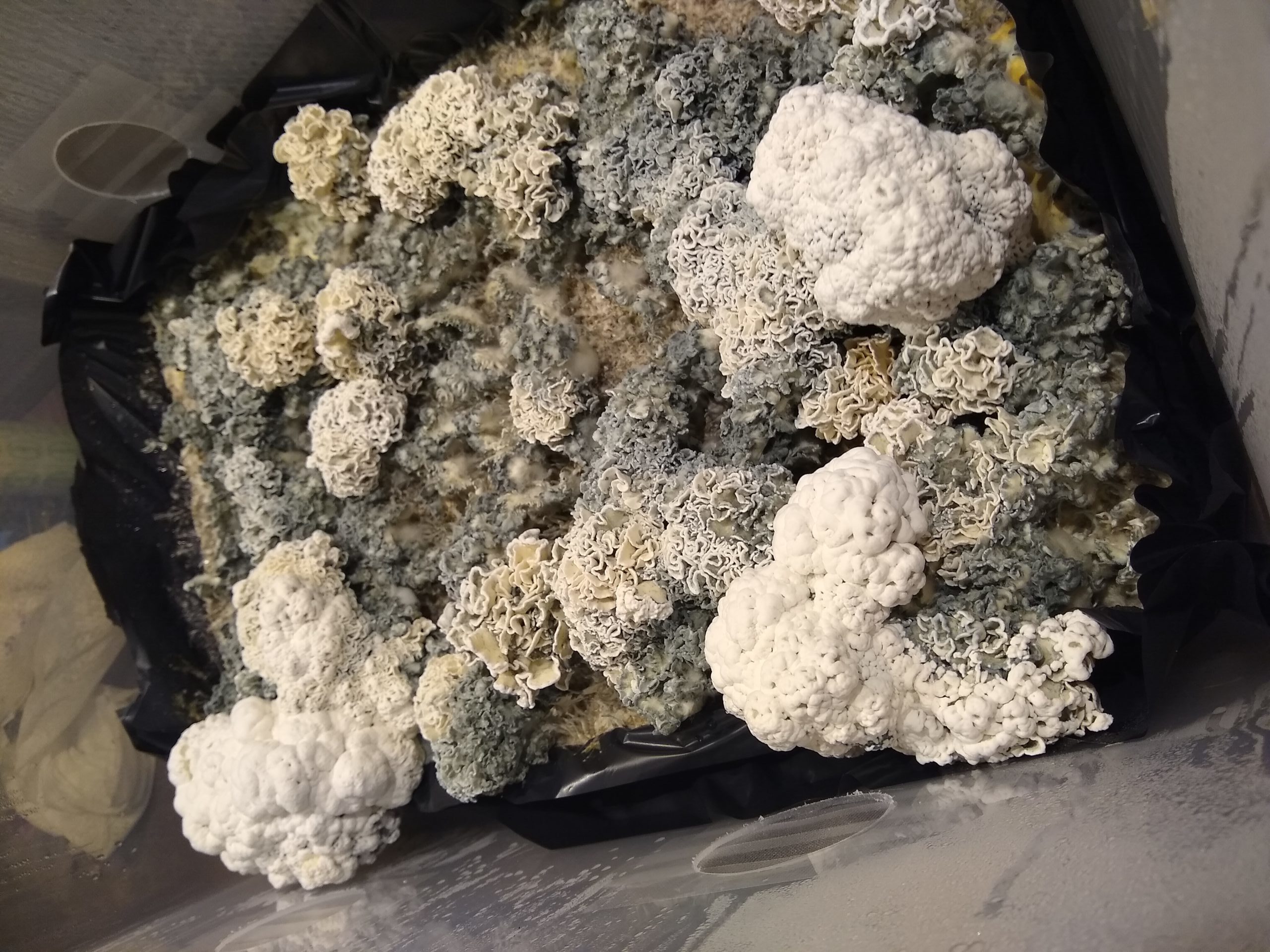 psilocybe cubensis enigma