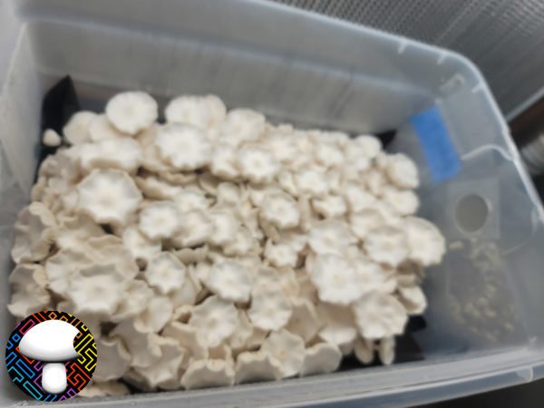 Albino Avery