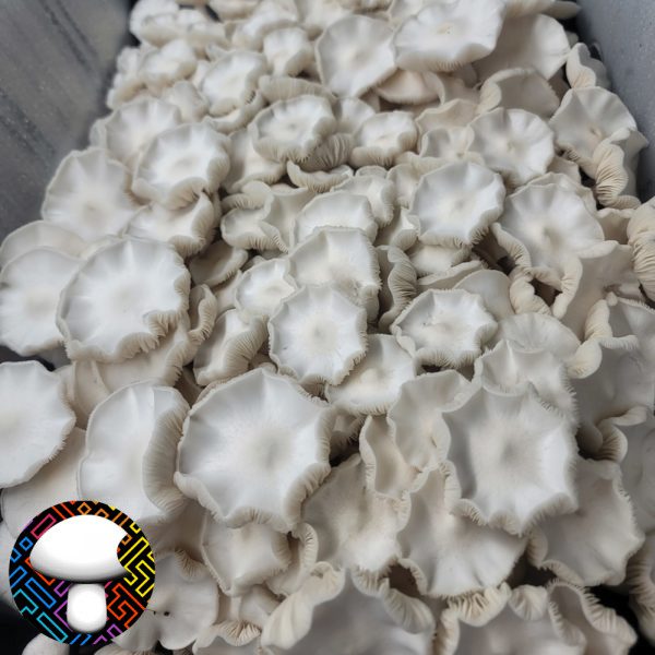 Albino Avery