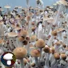 Psilocybe cubensis African Transkei