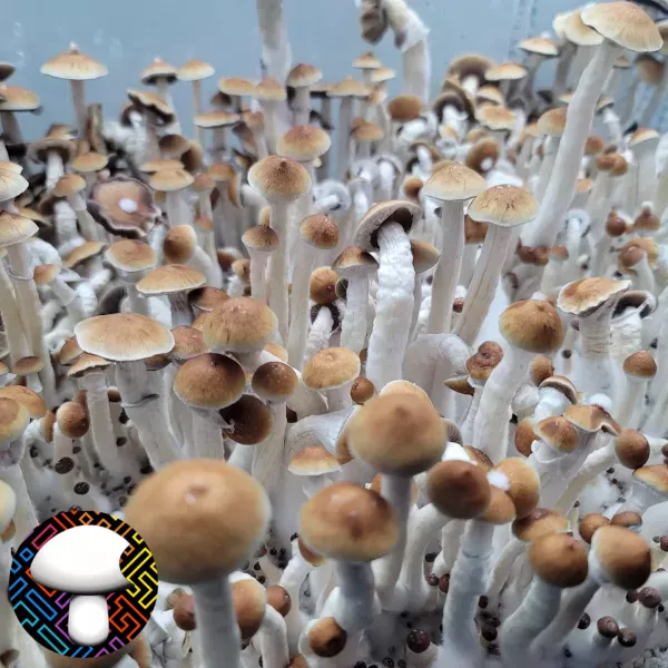 Psilocybe cubensis African Transkei