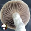 Psilocybe cubensis vader