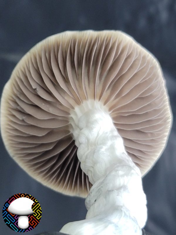 Psilocybe cubensis vader