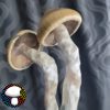 Psilocybe cubensis vader