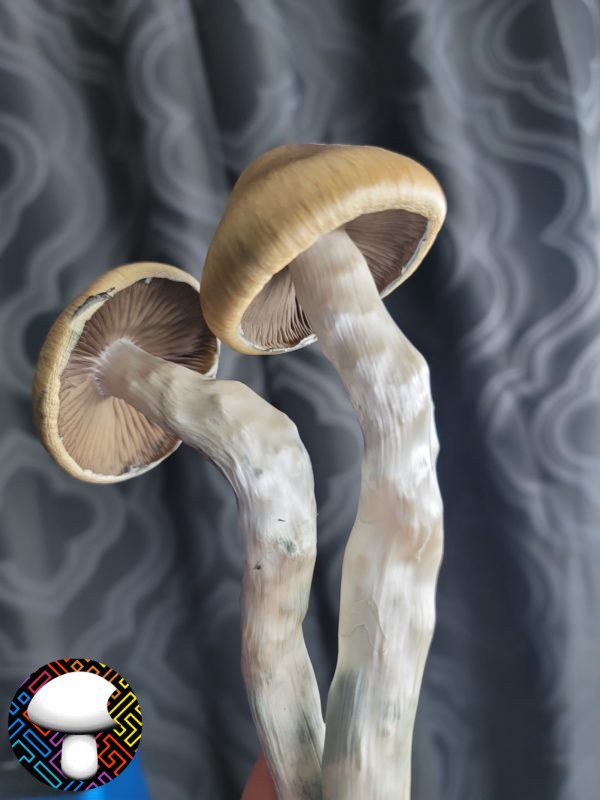 Psilocybe cubensis vader