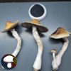 Psilocybe cubensis vader