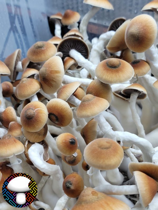 Psilocybe cubensis vader
