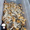 Psilocybe cubensis vader