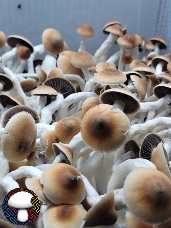 Psilocybe cubensis vader