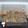 Psilocybe cubensis vader