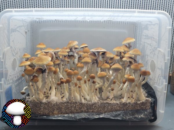 Psilocybe cubensis vader