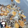 Psilocybe cubensis vader