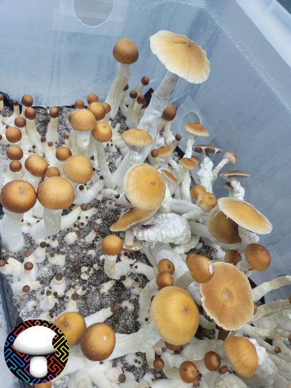 Psilocybe cubensis vader
