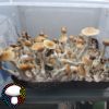 Psilocybe cubensis vader