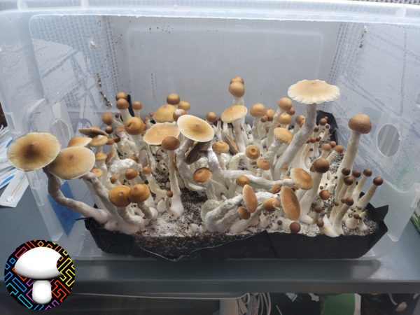 Psilocybe cubensis vader