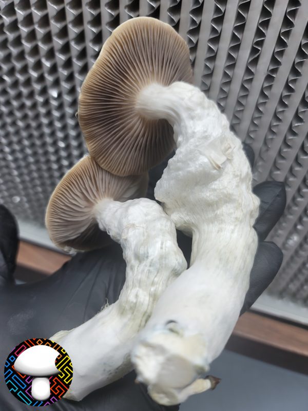 Psilocybe cubensis vader