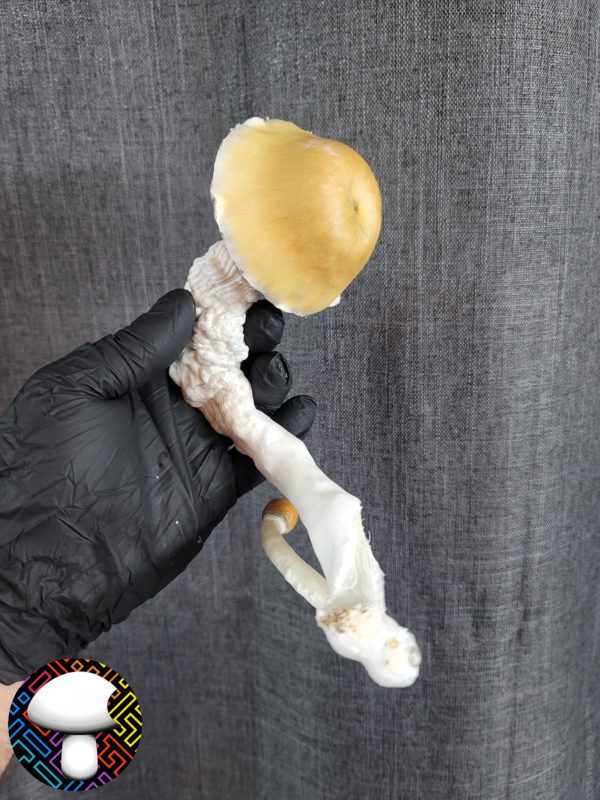 Psilocybe cubensis vader