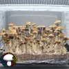 Psilocybe cubensis vader