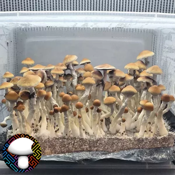 Psilocybe cubensis vader