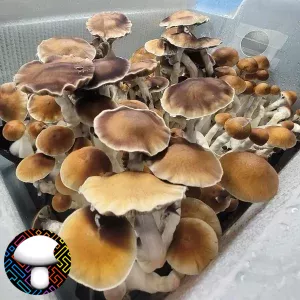 Psilocybe cubensis vader spore syringe