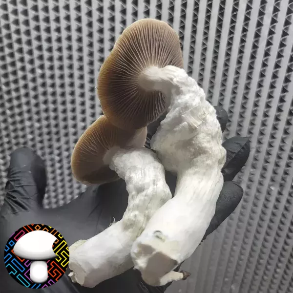 Psilocybe cubensis vader