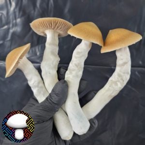 Psilocybe cubensis vader