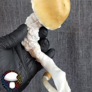 Psilocybe cubensis vader