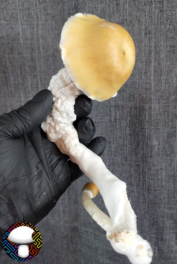 Psilocybe cubensis vader