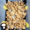 psilocybe cubensis hillbilly