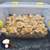 psilocybe cubensis hillbilly