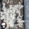Psilocybe cubensis Albino Melmak