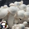 Psilocybe cubensis Albino Melmak