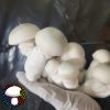 Psilocybe cubensis Albino Melmak