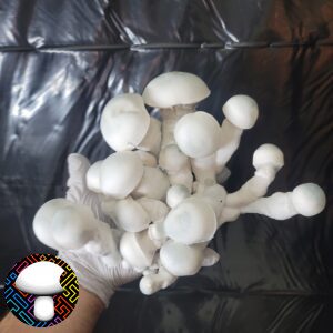 Psilocybe cubensis Albino Melmak