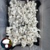 Psilocybe cubensis jack frost
