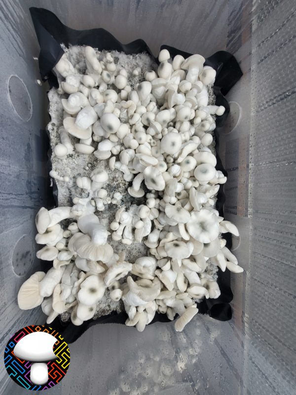 Psilocybe cubensis jack frost
