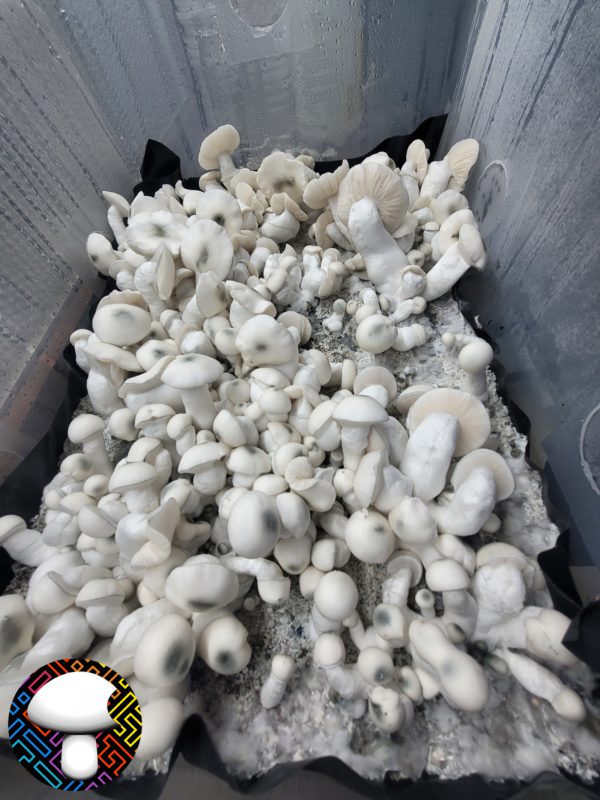 Psilocybe cubensis jack frost