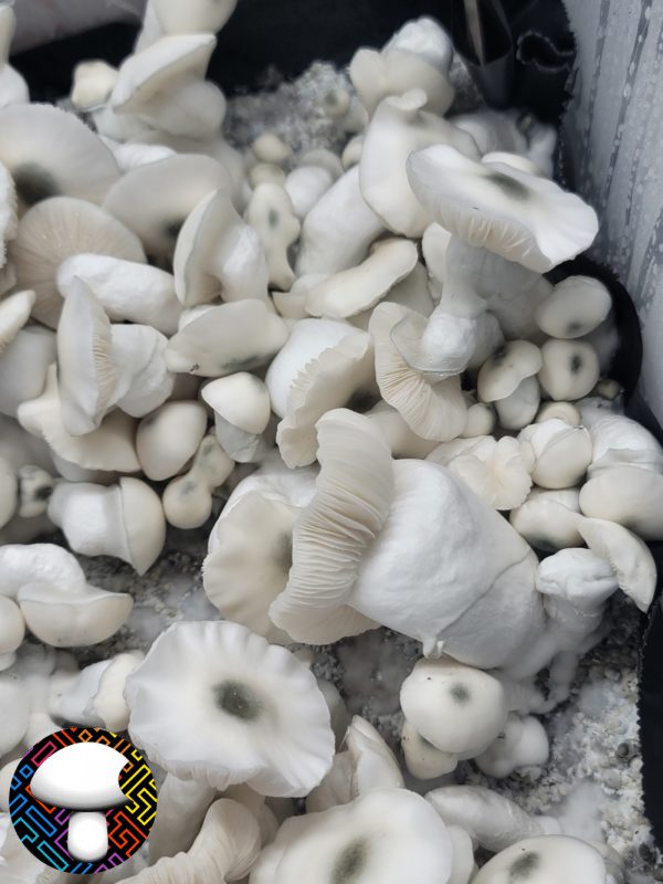 Psilocybe cubensis jack frost