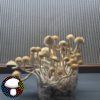 Psilocybe cubensis Xico Xl