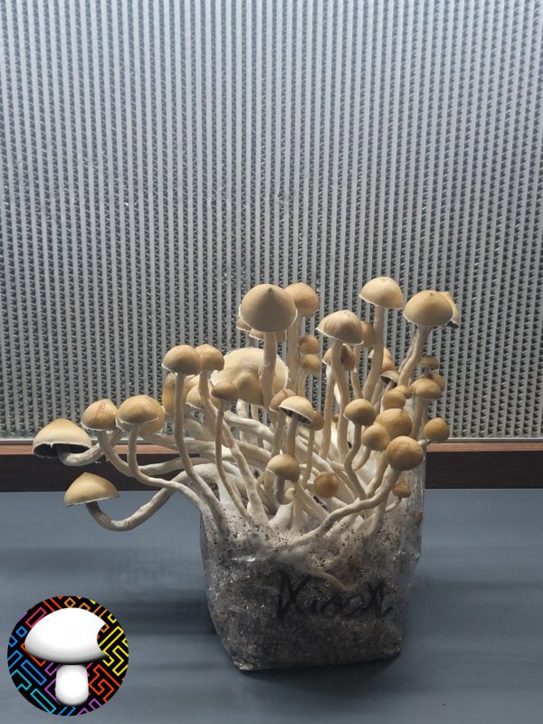 Psilocybe cubensis Xico Xl