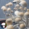 Psilocybe cubensis Xico Xl