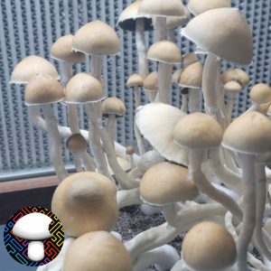 Psilocybe cubensis Xico Xl