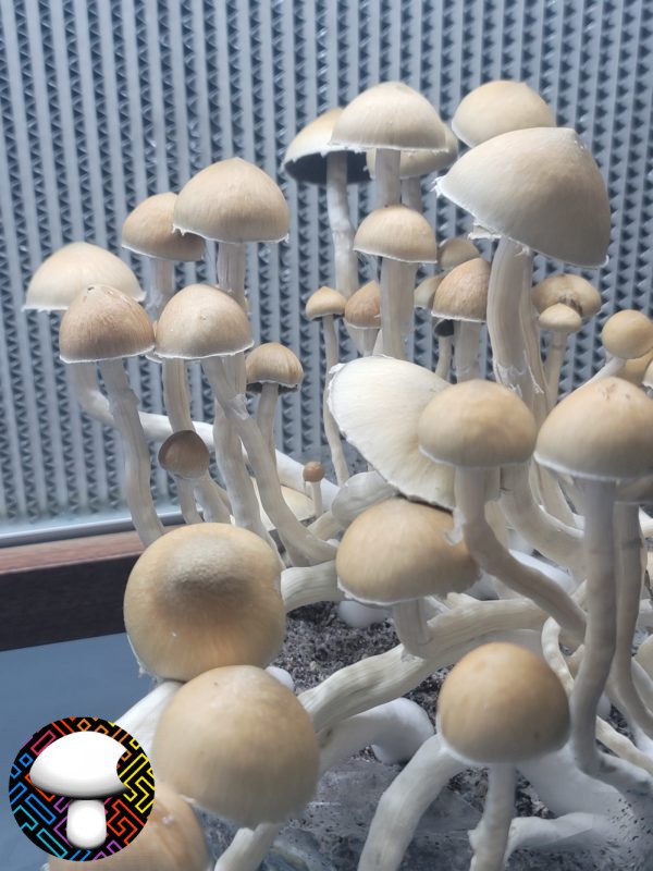 Psilocybe cubensis Xico Xl