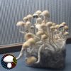 Psilocybe cubensis Xico Xl