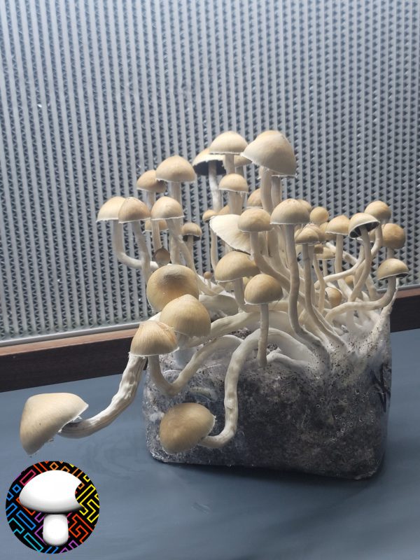 Psilocybe cubensis Xico Xl
