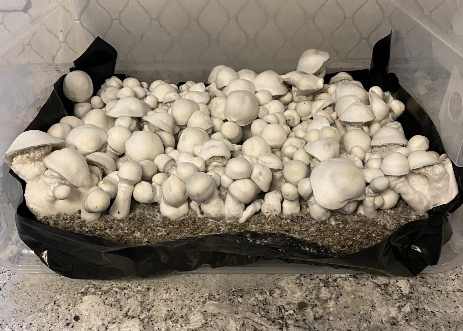 Albino Melmak cubensis