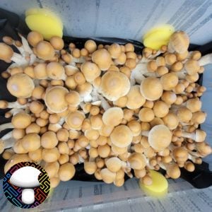 psilocybe cubensis Hillbilly
