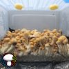 psilocybe cubensis Hillbilly