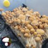 psilocybe cubensis Hillbilly