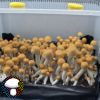 psilocybe cubensis Texas yellow cap